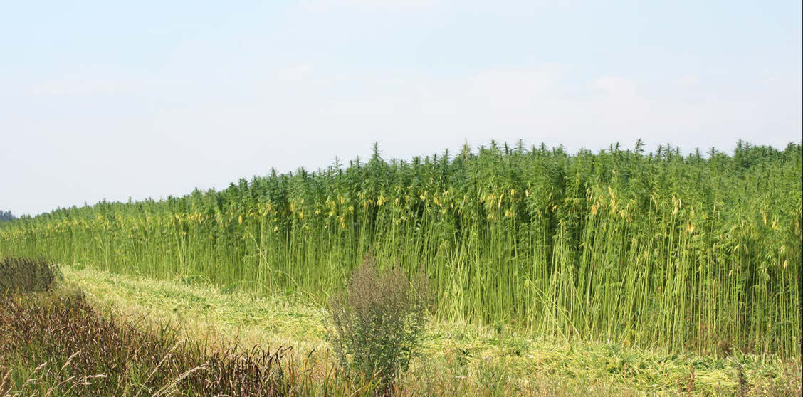 Hennep wordt steeds populairder als duurzaam alternatief voor katoen en synthetische stoffen.